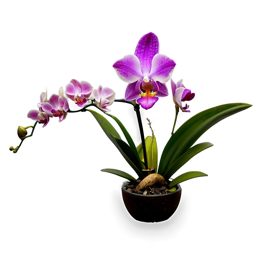 Mini Orchid Png Iqr57