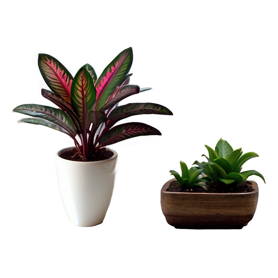 Miniature Houseplant Png Kwx7