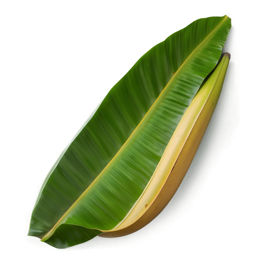 Minimal Banana Leaf Png Gxx31