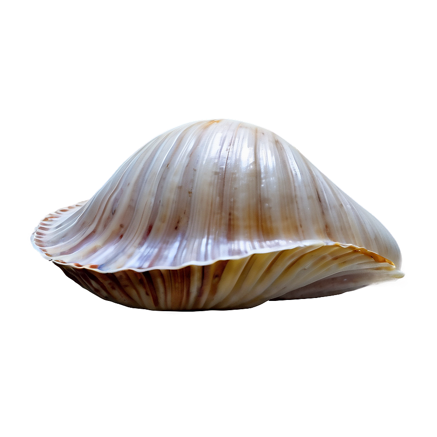 Minimalist Clam Shell Png 06292024