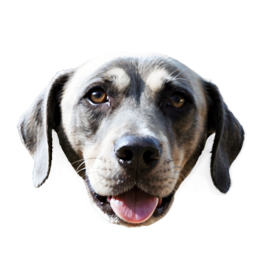 Minimalist Dog Face Design Png Khe51