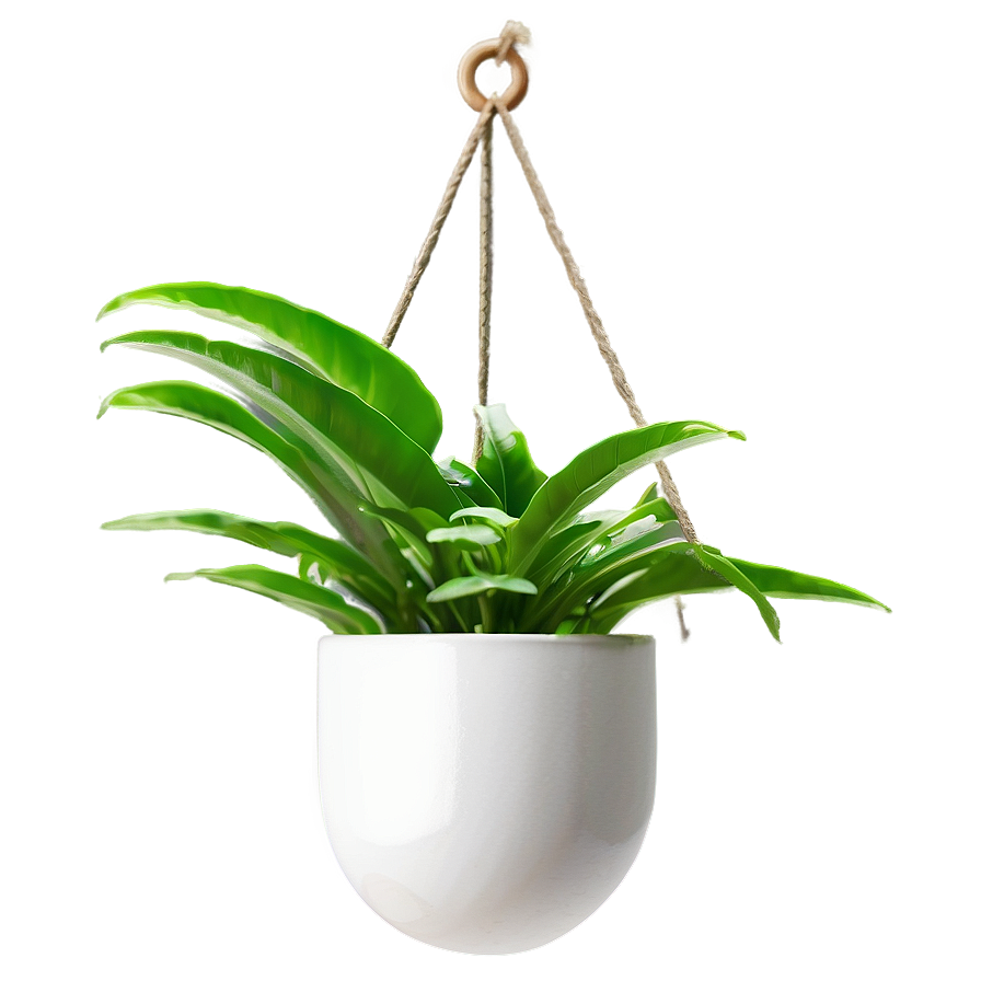 Minimalist Hanging Plant Png 41