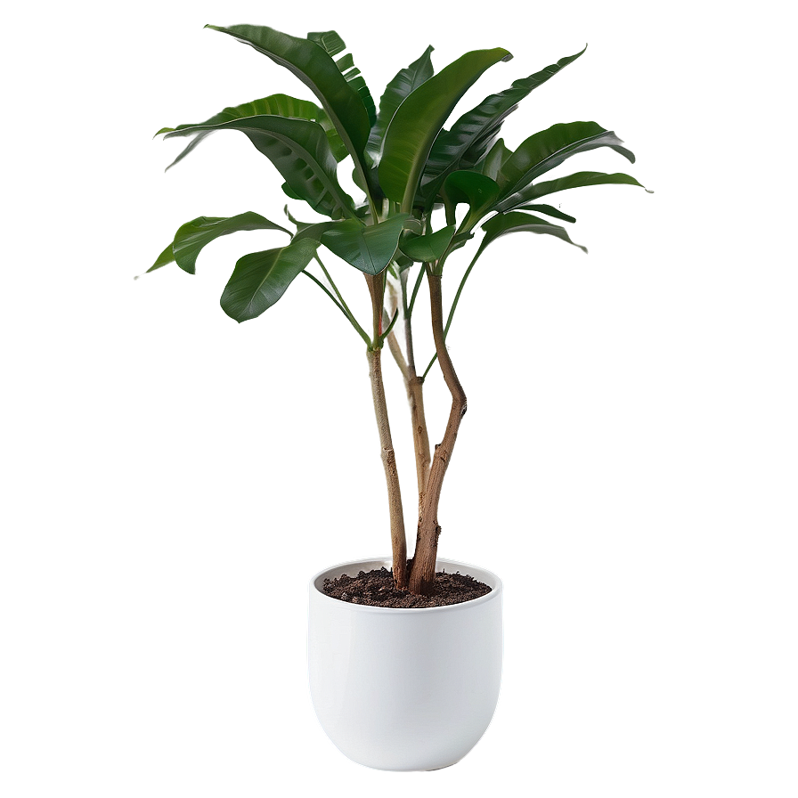 Minimalist Indoor Plants Png 06252024