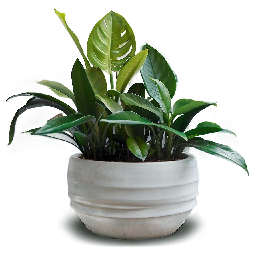 Minimalist Indoor Plants Png 06252024