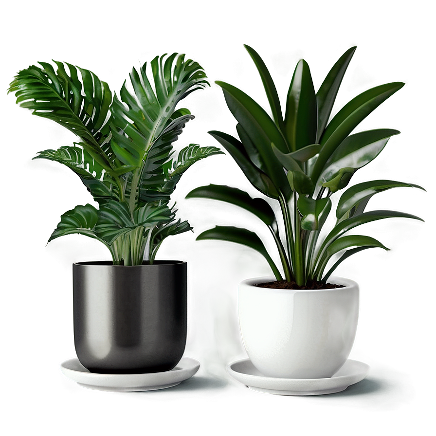 Minimalist Indoor Plants Png 06252024