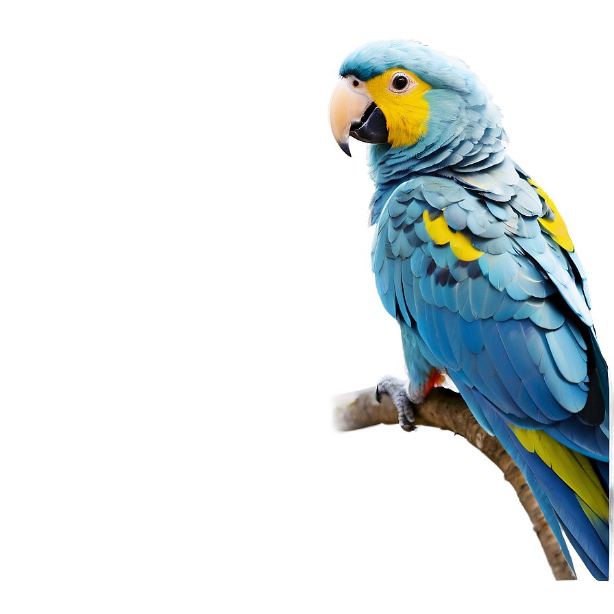 Minimalist Parrot Png Cma