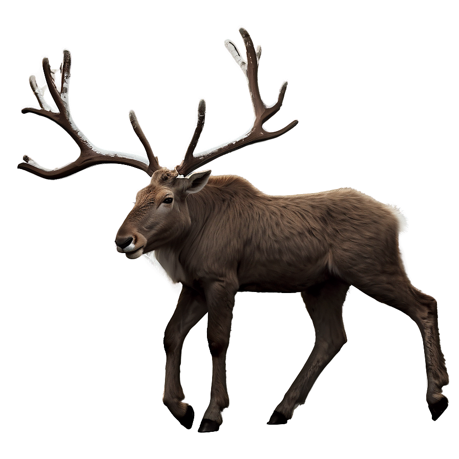 Minimalist Reindeer Png Wet