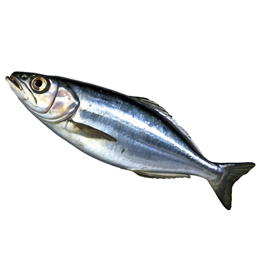 Minimalist Sardine Png Tfa75