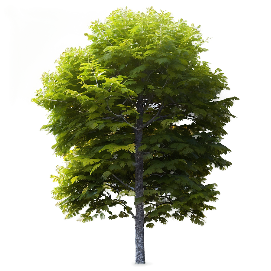 Minimalist Tree Top View Png Pmg