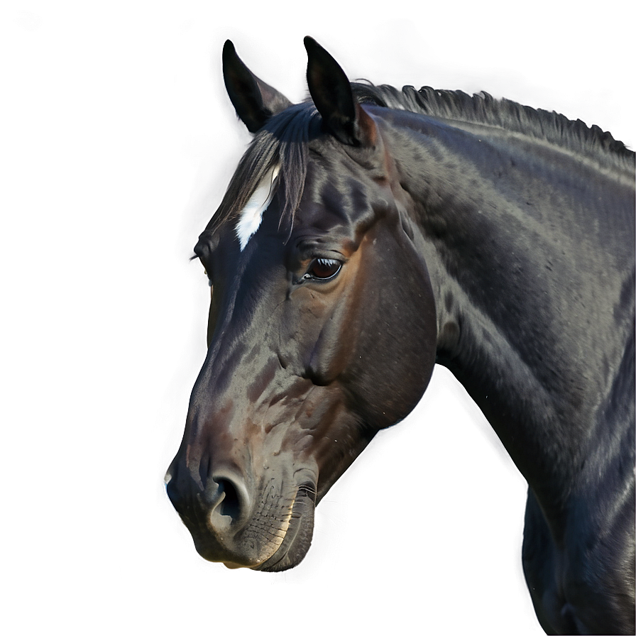 Minimalistic Black Horse Sketch Png Uwe68