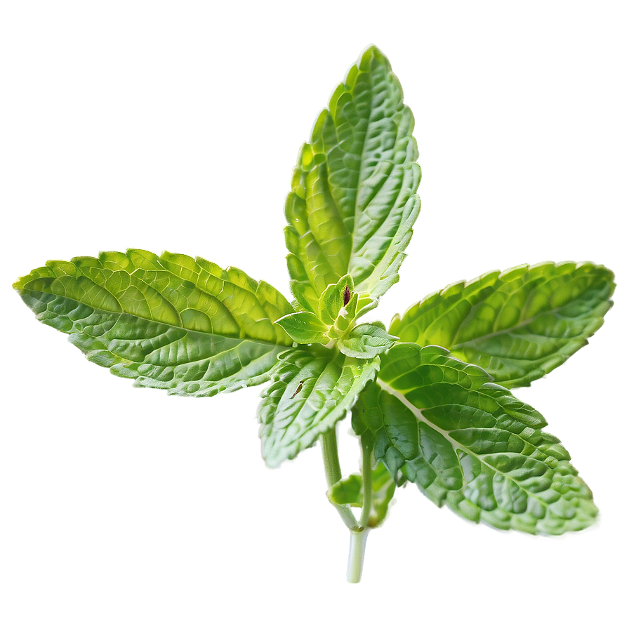 Mint Essential Oil Png 44