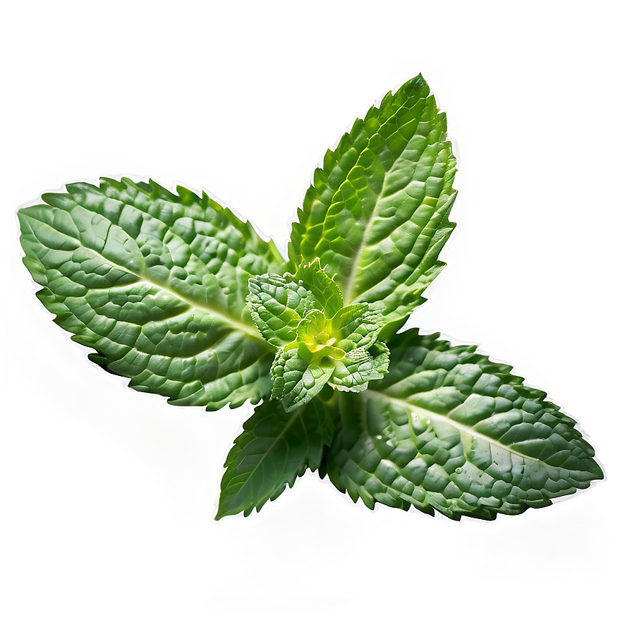 Mint Essential Oil Png 70