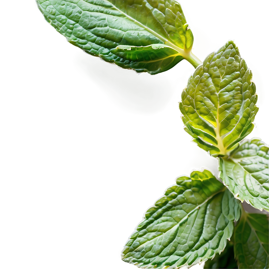 Mint Essential Oil Png 71