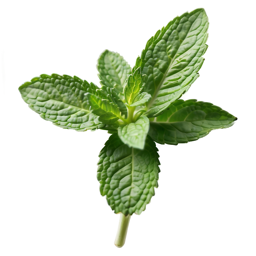 Mint Herb Leaves Png Dfy53