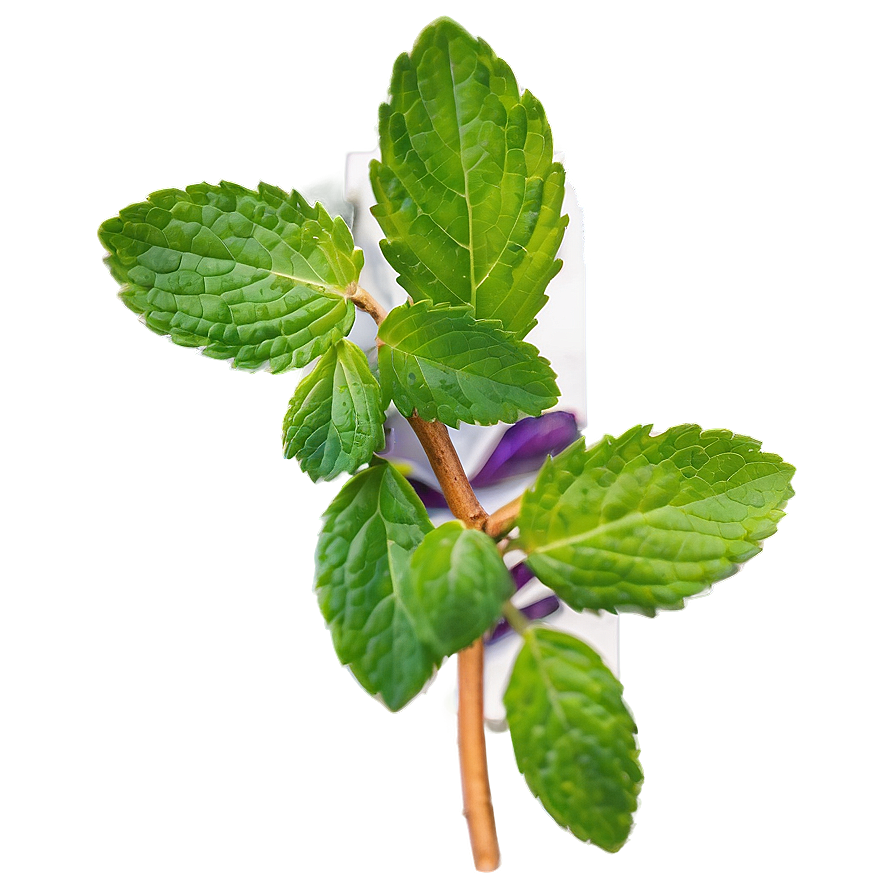 Mint Leaf Arrangement Png 45