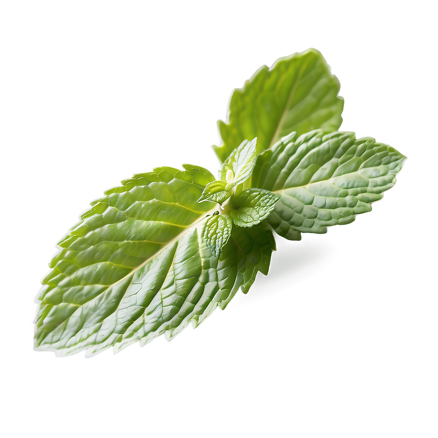 Mint Leaf Freshness Png 25