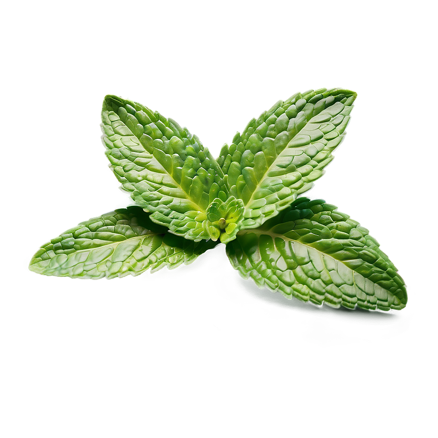 Mint Leaf Freshness Png Hlb