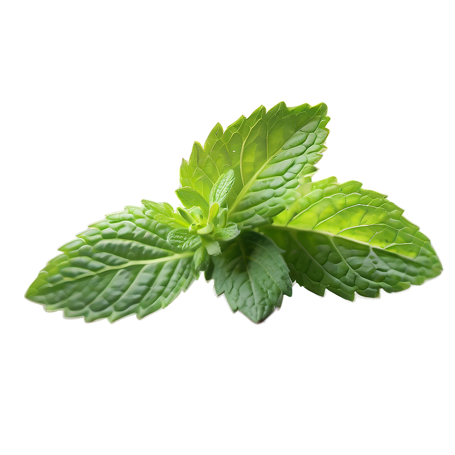 Mint Leaf Garnish Png 77