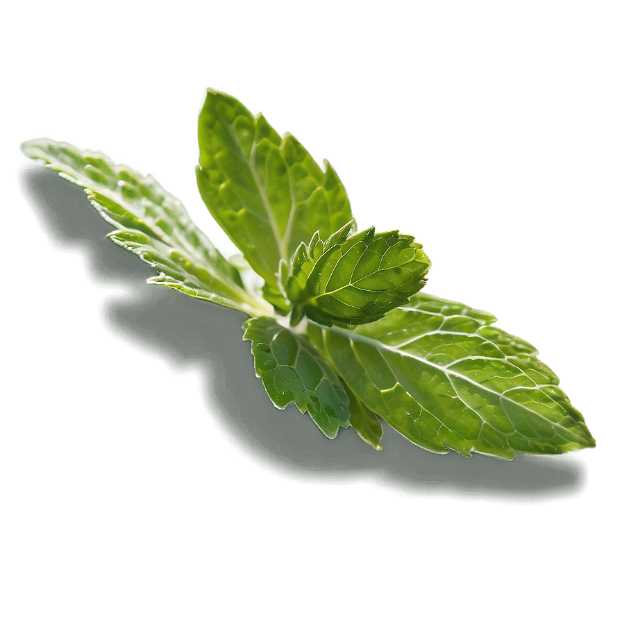 Mint Leaf Garnish Png Bdv13