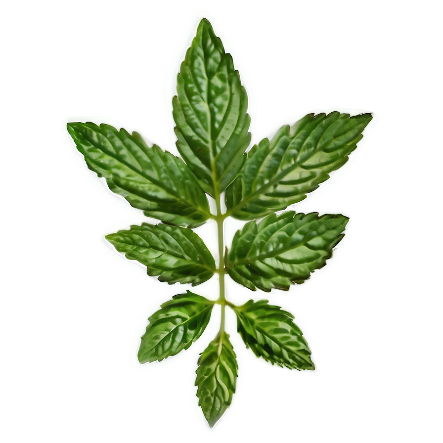 Mint Leaf Garnish Png Ggq50