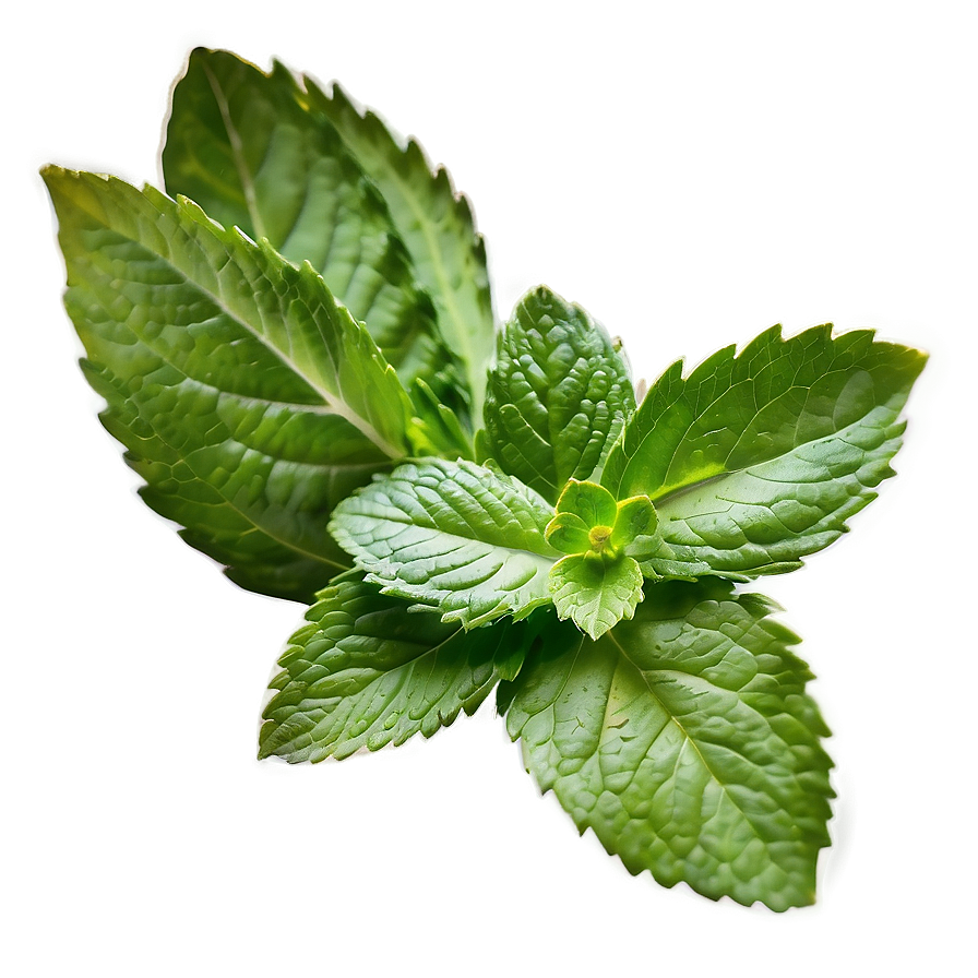 Mint Leaf Garnish Png Qrx