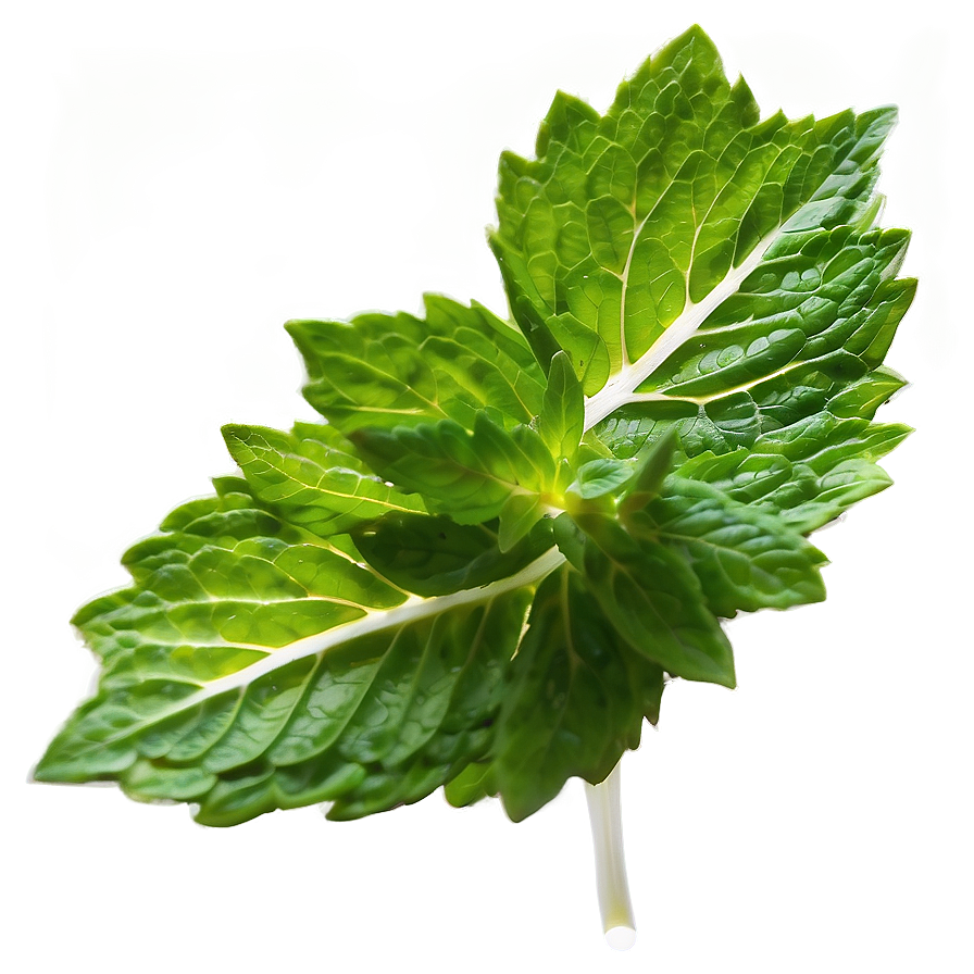 Mint Leaf Garnish Png Xvd23