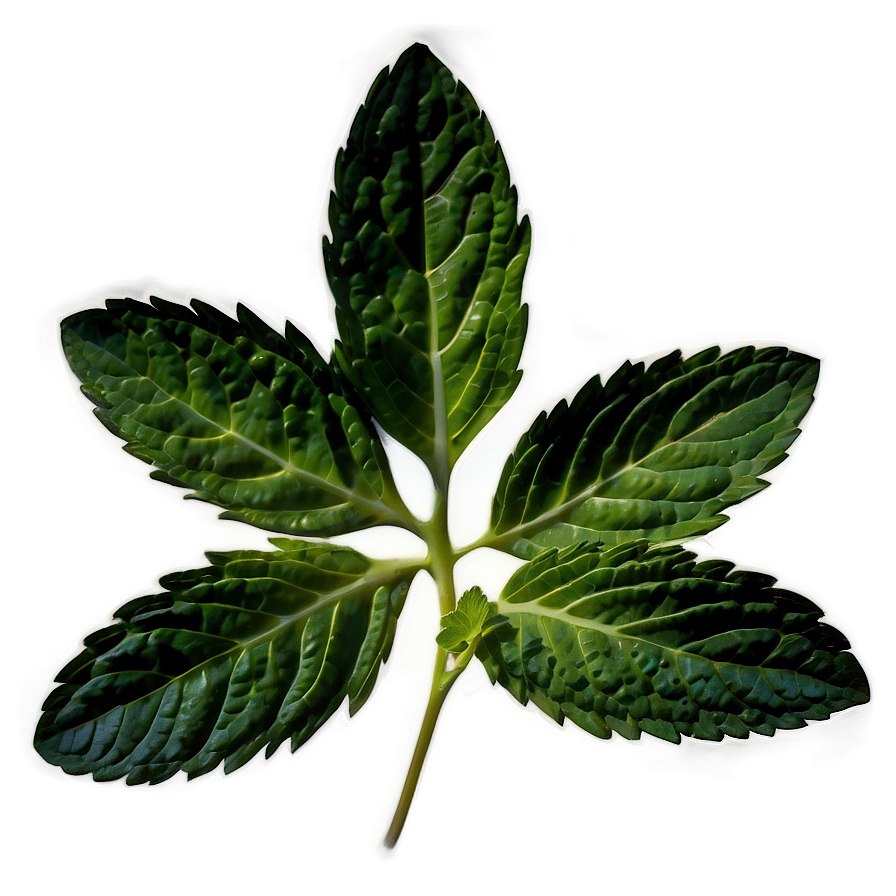 Mint Leaf Graphic Png 06212024