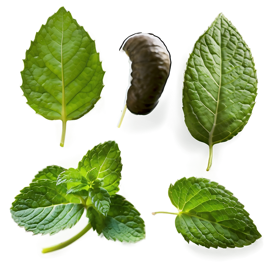 Mint Leaf Isolated Png 06212024