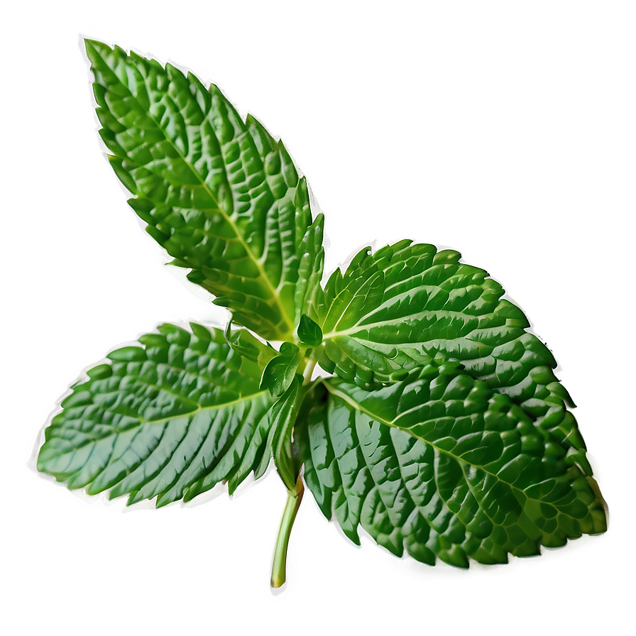 Mint Leaf Logo Png 28