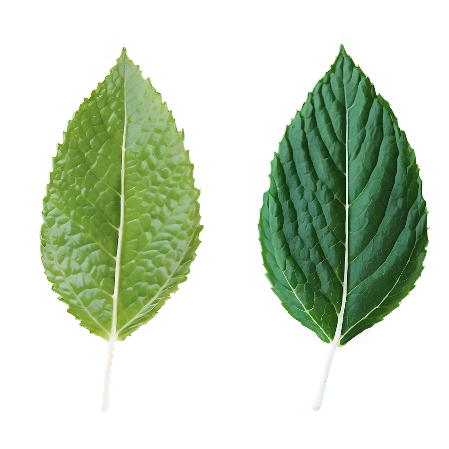 Mint Leaf Pattern Png Lkn