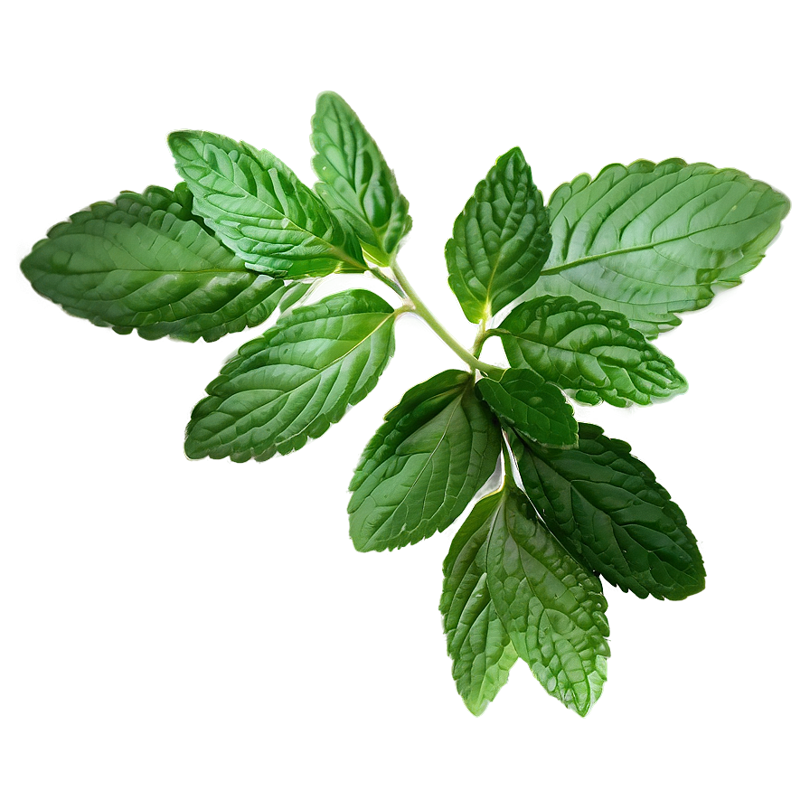 Mint Leaf Pattern Png Vhv