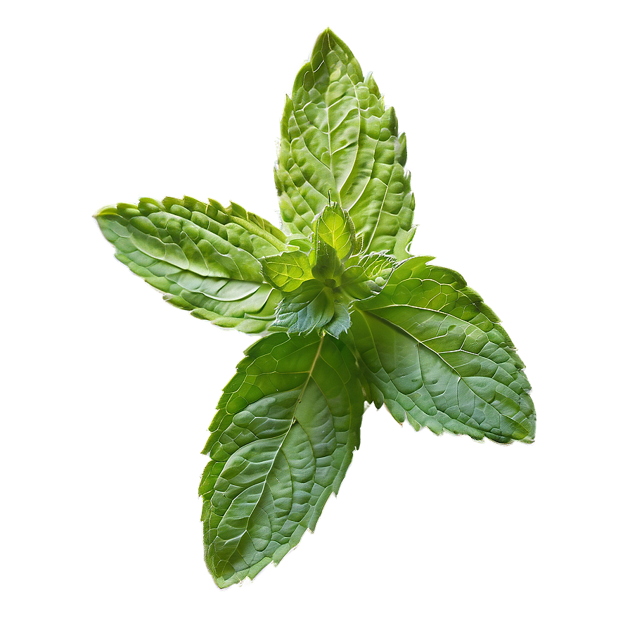 Mint Leaf Seasoning Png 06212024