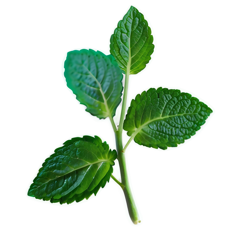 Mint Leaf Sprout Png 06212024