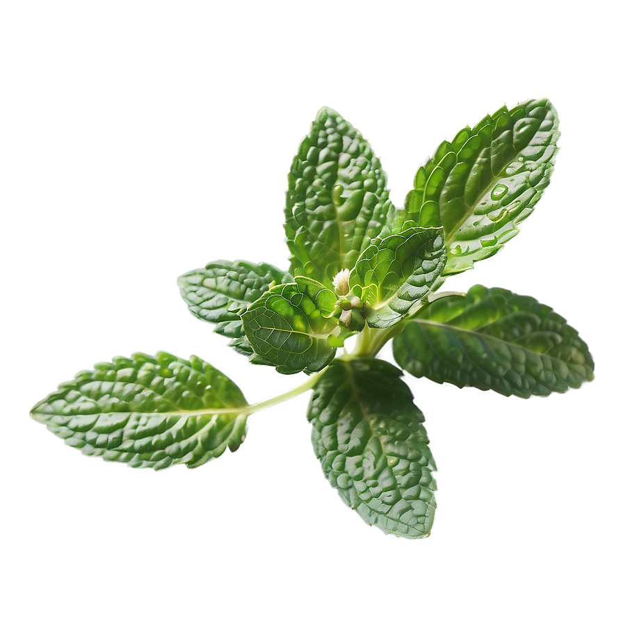 Mint Leaf Vector Png Gjc