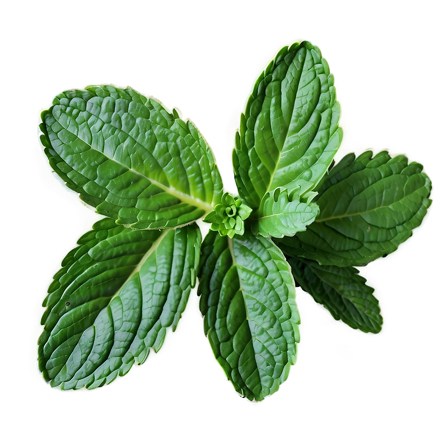 Mint Leaf Wellness Png 31