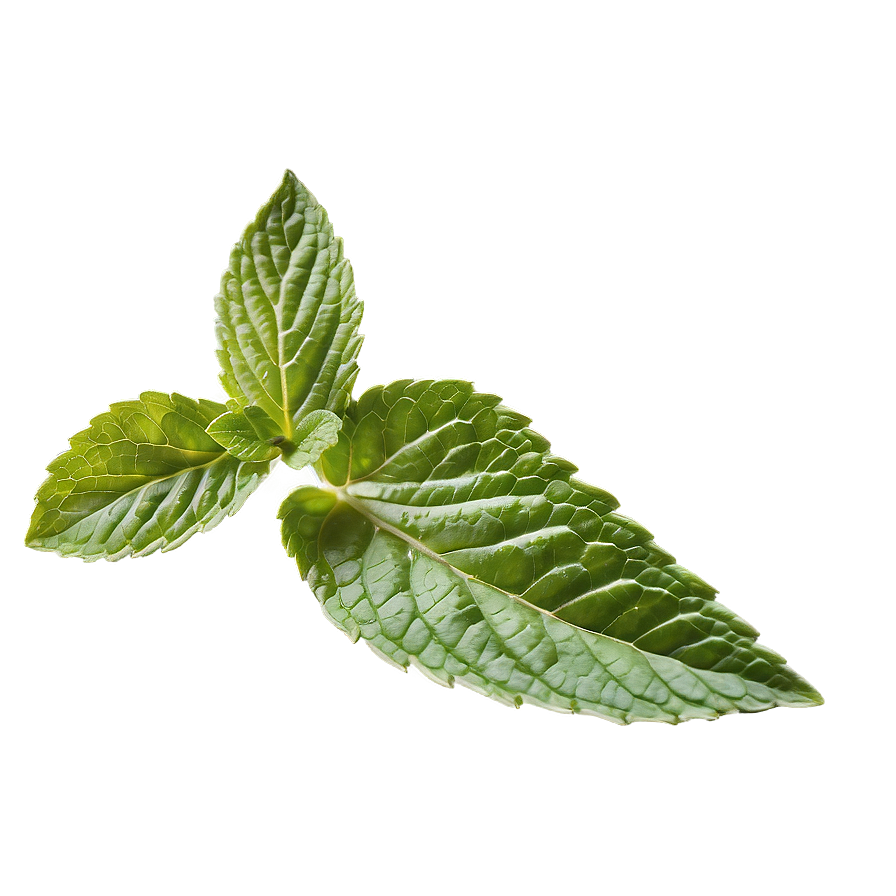 Mint Leaf Whisper Png 82