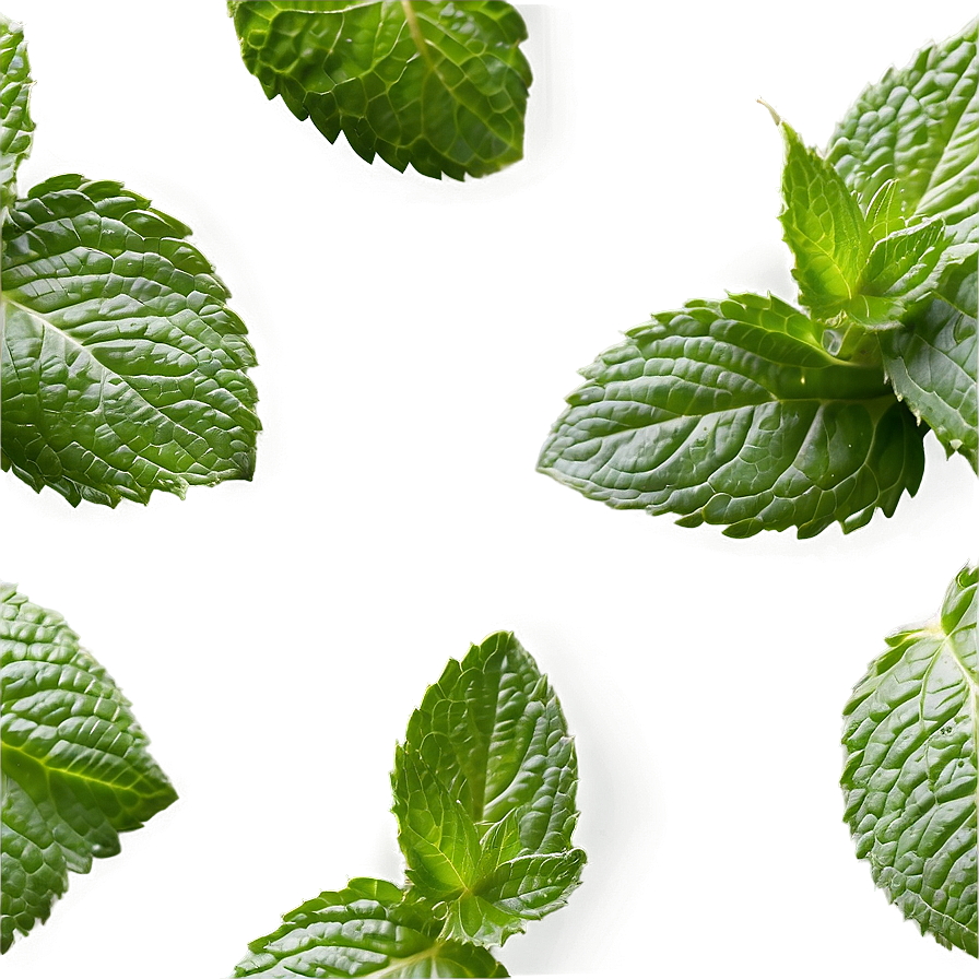 Mint Leaves Background Png Oji72