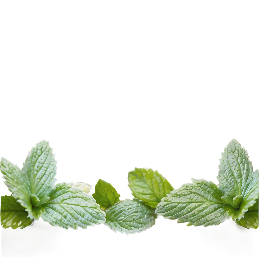 Mint Leaves Border Png 58