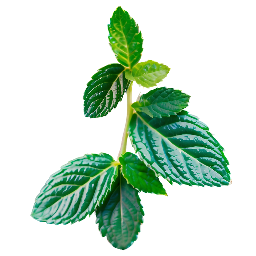 Mint Leaves Border Png Lue54