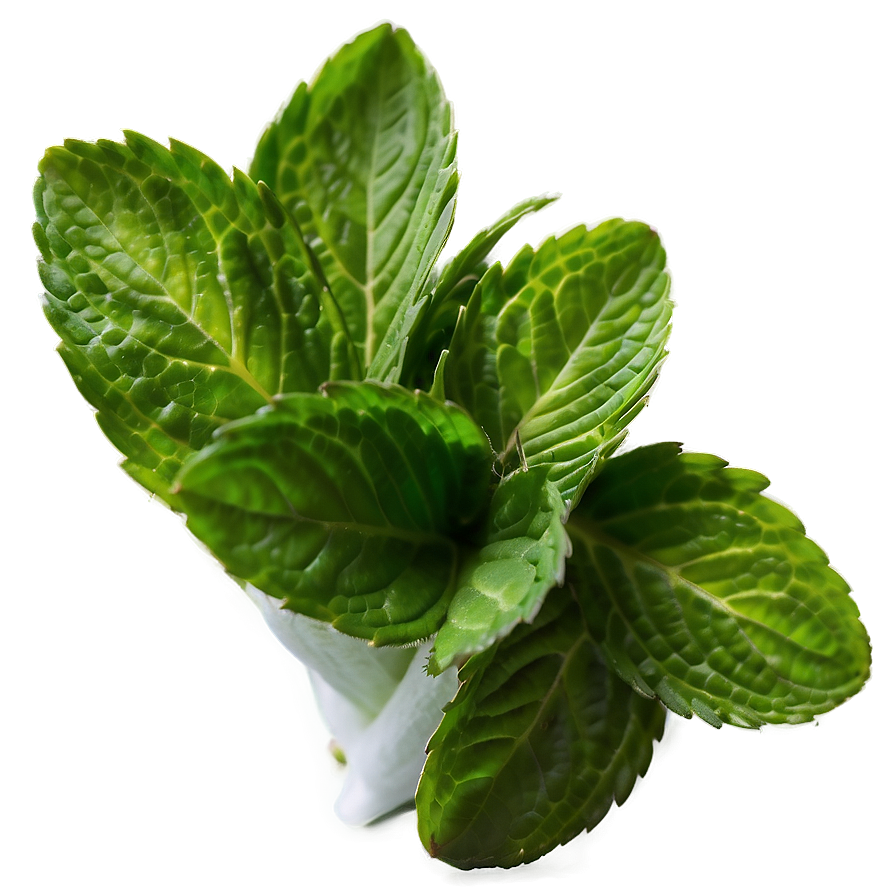 Mint Leaves Bundle Png 06262024