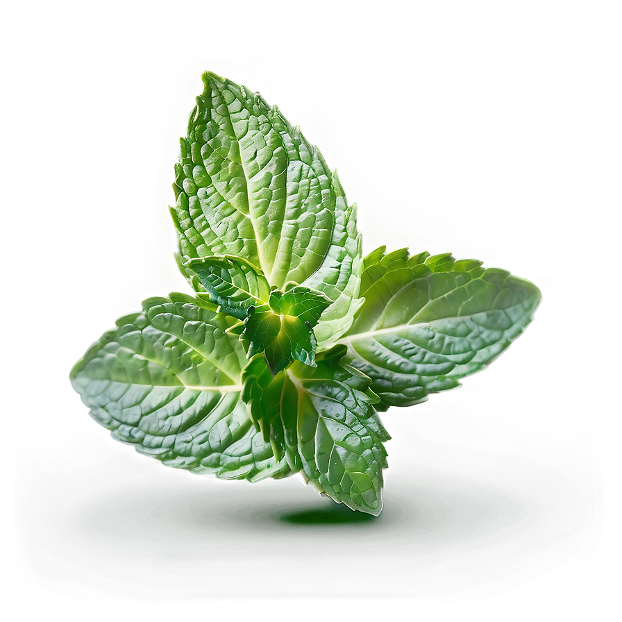 Mint Leaves Bundle Png 75