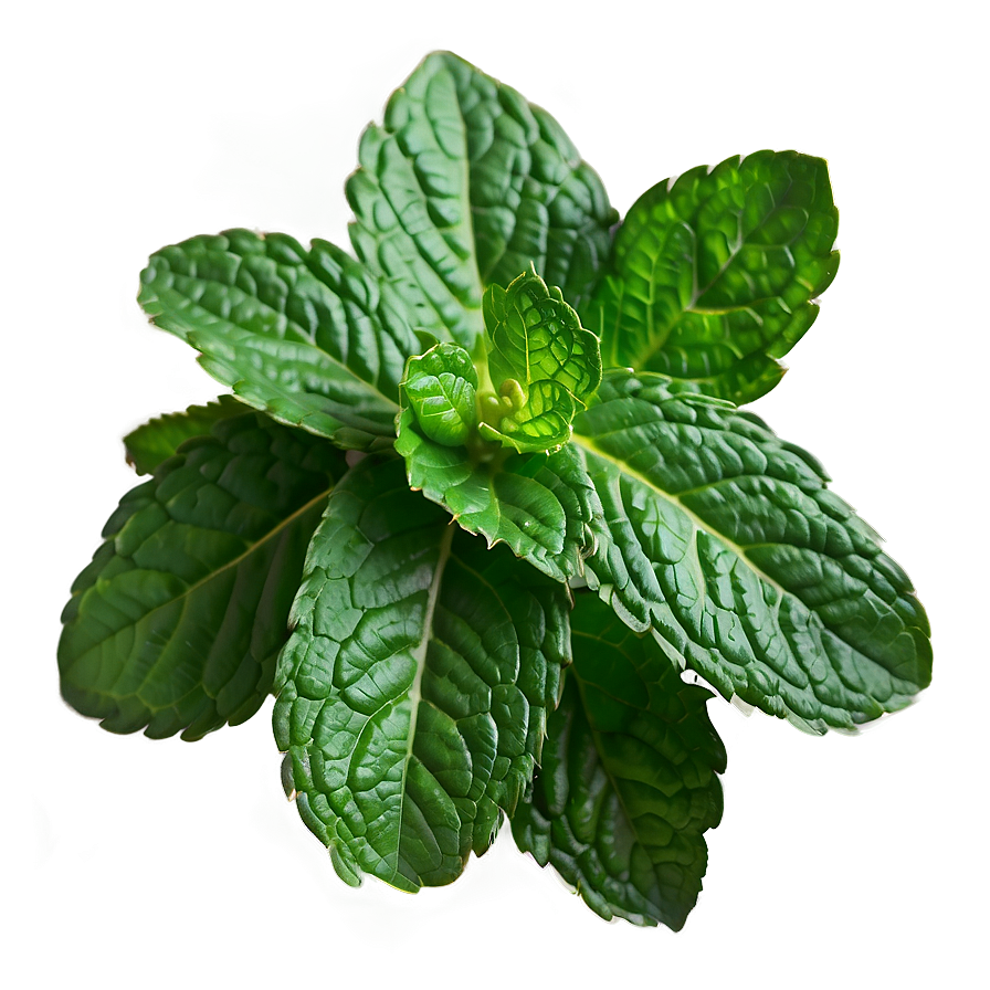 Mint Leaves Bundle Png Xil14