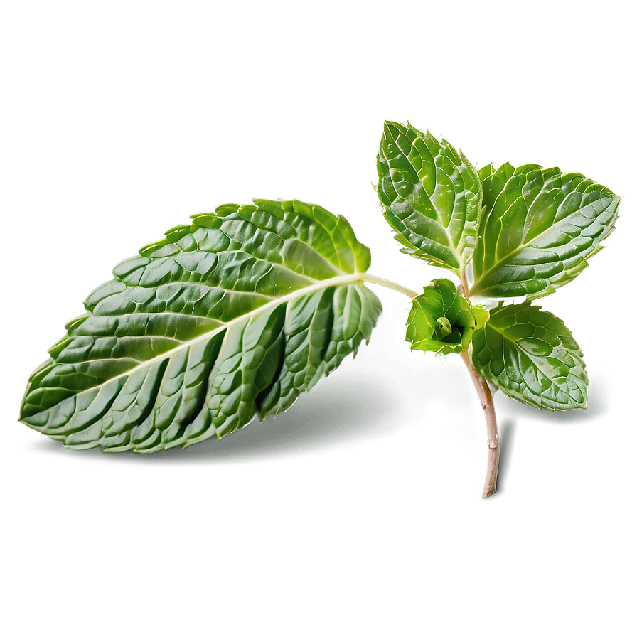 Mint Leaves Closeup Png Kae90