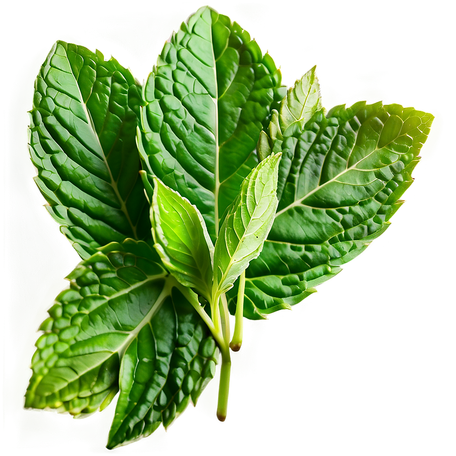 Mint Leaves Decoration Png Dxy89