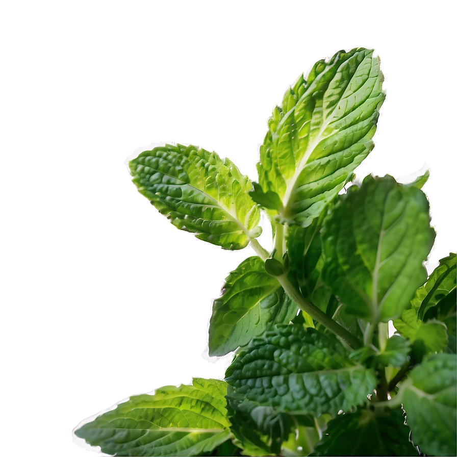 Mint Leaves Frame Png Wiv91