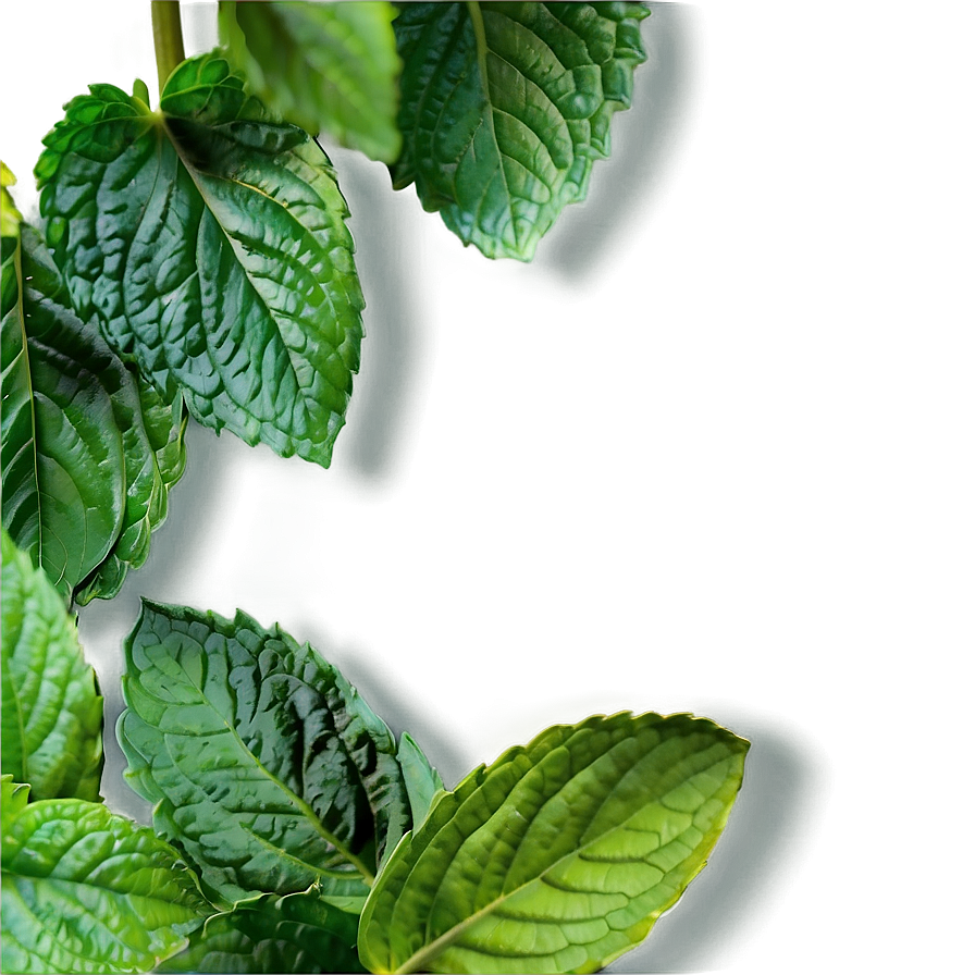 Mint Leaves Garden Png Lxs