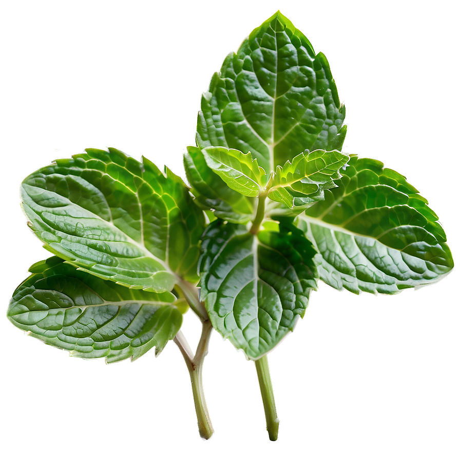 Mint Leaves In Nature Png 06262024