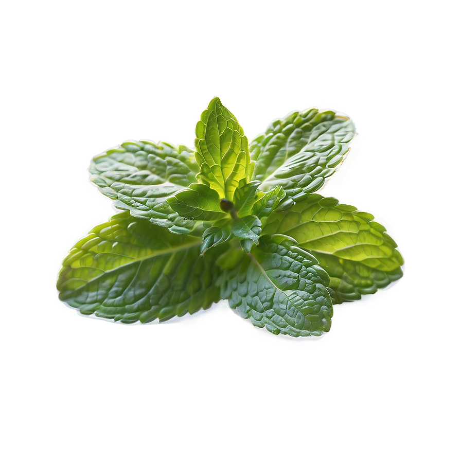 Mint Leaves Infusion Png Hau63