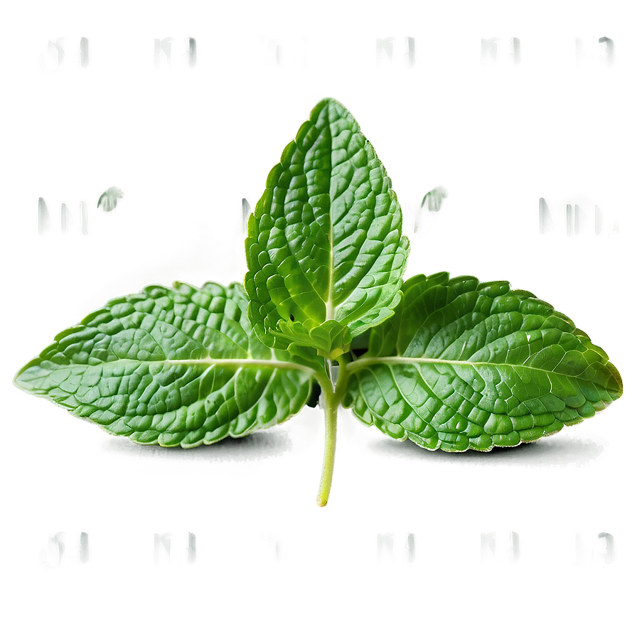 Mint Leaves Isolated Png Tkt92