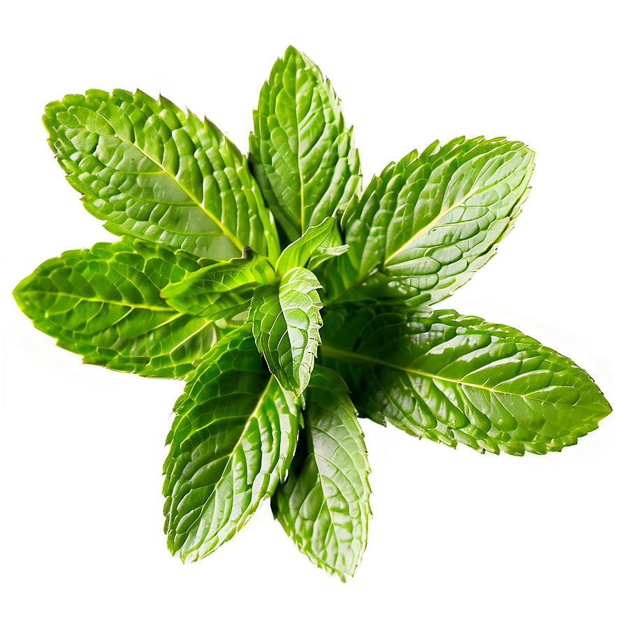 Mint Leaves Pattern Png Lac48